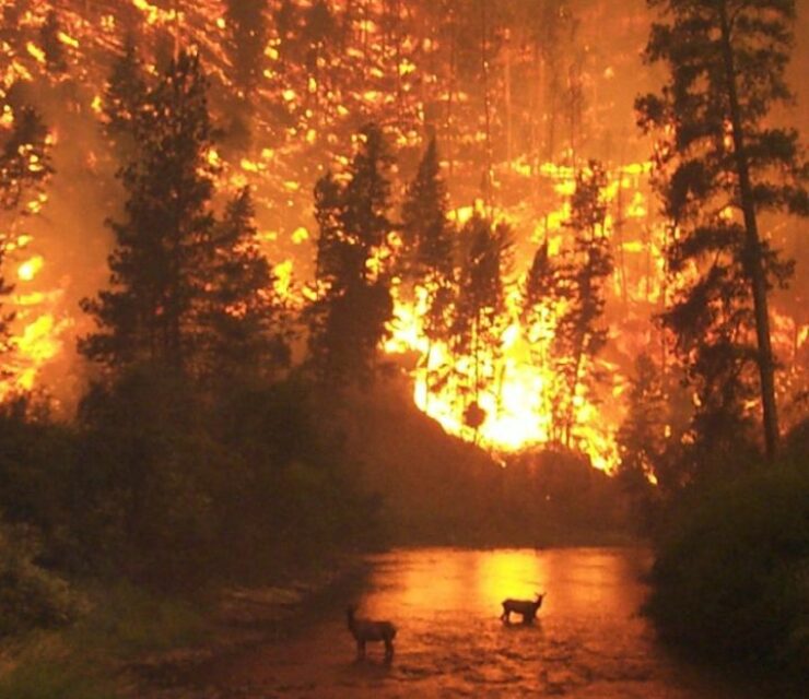stme-fire-megafeux-actualites